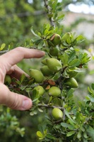 Detalle de los frutos del árbol de argán, variedad roja
